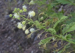 Desmanthus bicornutus