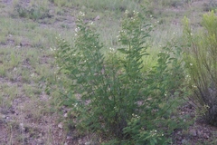 Desmanthus bicornutus