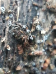 Conostigmus