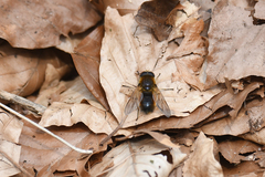 Cheilosia grossa
