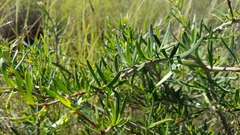 Periploca laevigata angustifolia