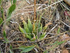 Haworthia mirabilis