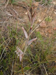 Haworthia mirabilis
