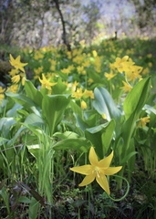 Erythronium tuolumnense