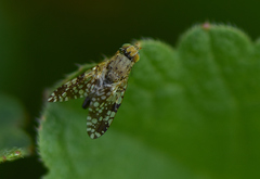 Tephritis matricariae