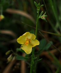 Verbascum orientale