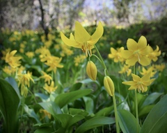 Erythronium tuolumnense