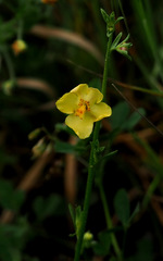 Verbascum orientale