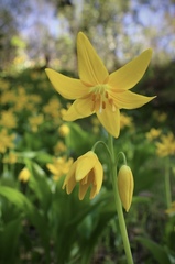 Erythronium tuolumnense
