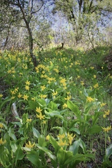 Erythronium tuolumnense