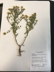 Grindelia squarrosa serrulata