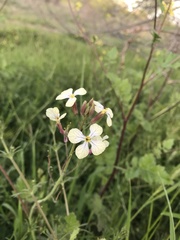 Diplotaxis erucoides