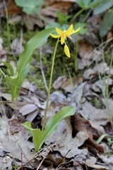 Erythronium tuolumnense