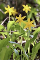 Erythronium tuolumnense