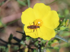 Hadrodemus