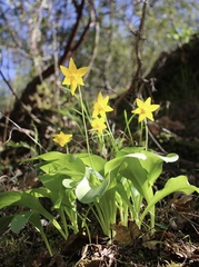 Erythronium tuolumnense