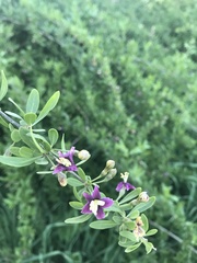 Lycium barbarum