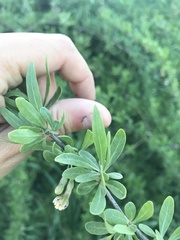 Lycium barbarum