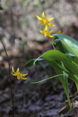 Erythronium tuolumnense