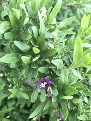 Lycium barbarum