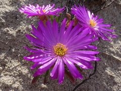 Lampranthus ceriseus
