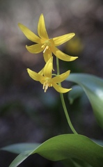Erythronium tuolumnense