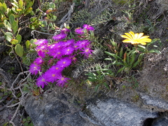 Lampranthus ceriseus