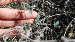 Convolvulus althaeoides althaeoides