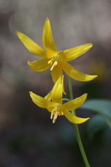 Erythronium tuolumnense
