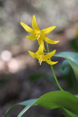 Erythronium tuolumnense