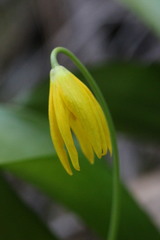 Erythronium tuolumnense