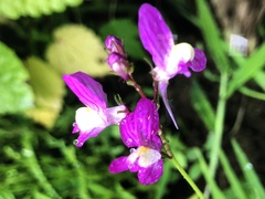 Linaria maroccana