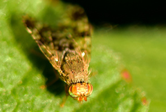 Tephritis matricariae