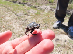 Scarabaeus cicatricosus