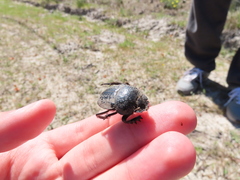 Scarabaeus cicatricosus