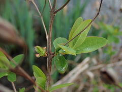 Hypericum hircinum