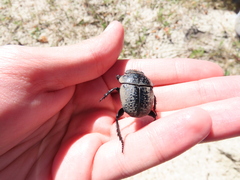 Scarabaeus cicatricosus