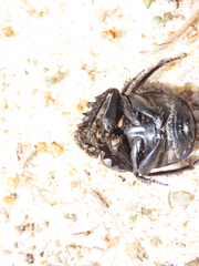 Scarabaeus cicatricosus