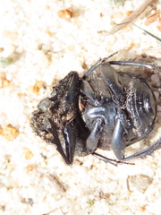 Scarabaeus cicatricosus