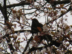 Turdus merula