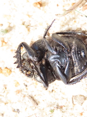 Scarabaeus cicatricosus