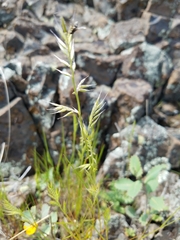 Festuca microstachys