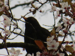 Turdus merula