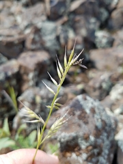 Festuca microstachys
