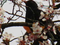 Turdus merula