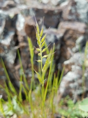 Festuca microstachys