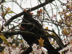 Turdus merula