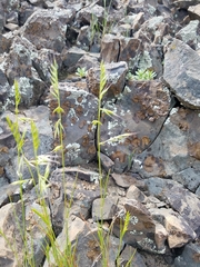 Festuca microstachys