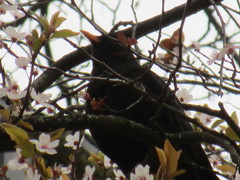 Turdus merula