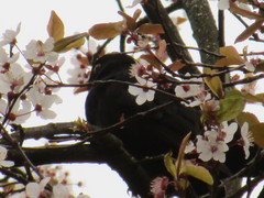 Turdus merula